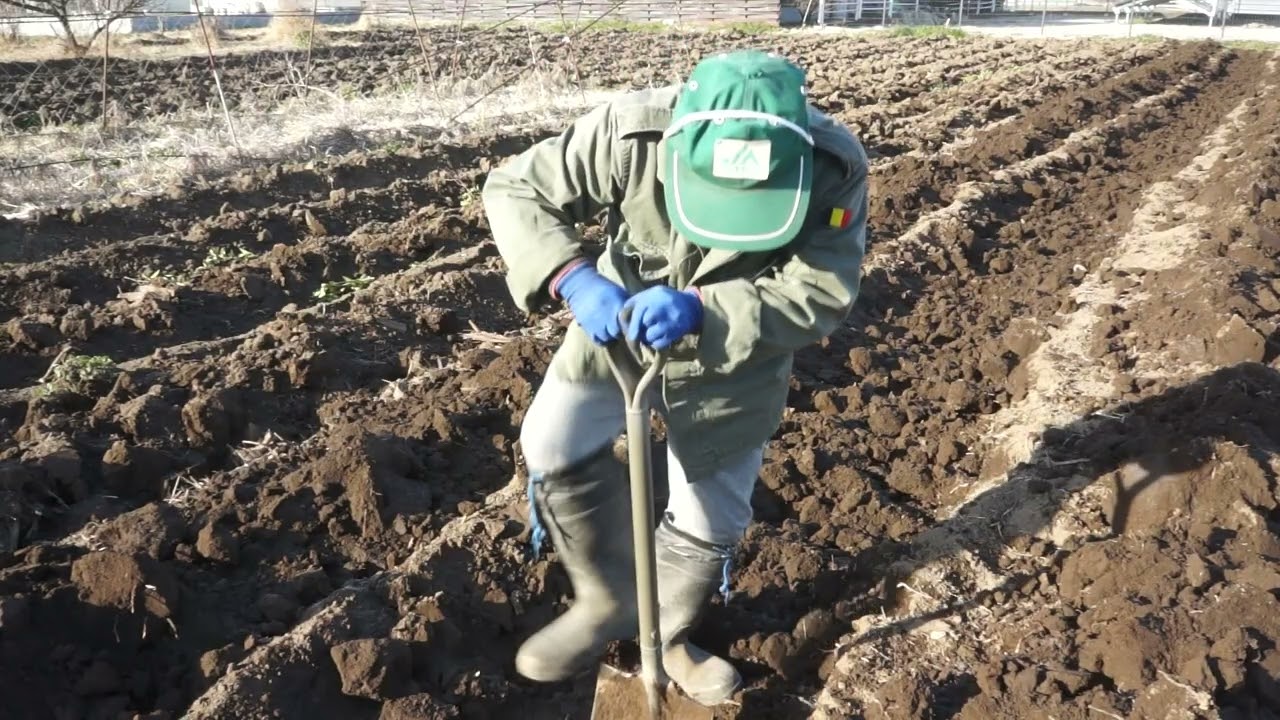 深層施肥準備　溝堀 　3鍬目　1月18日