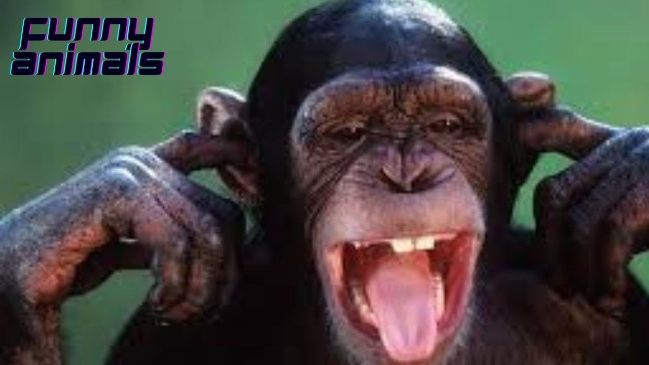 The best funny videos😂 The funniest cats, dogs and other animals! 2023 #33 #bestvideo #funnyvideo