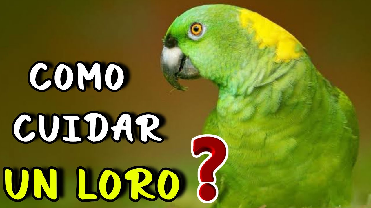 7 CUIDADOS DE LOROS para que este SANO Y FELIZ ❤️🦜