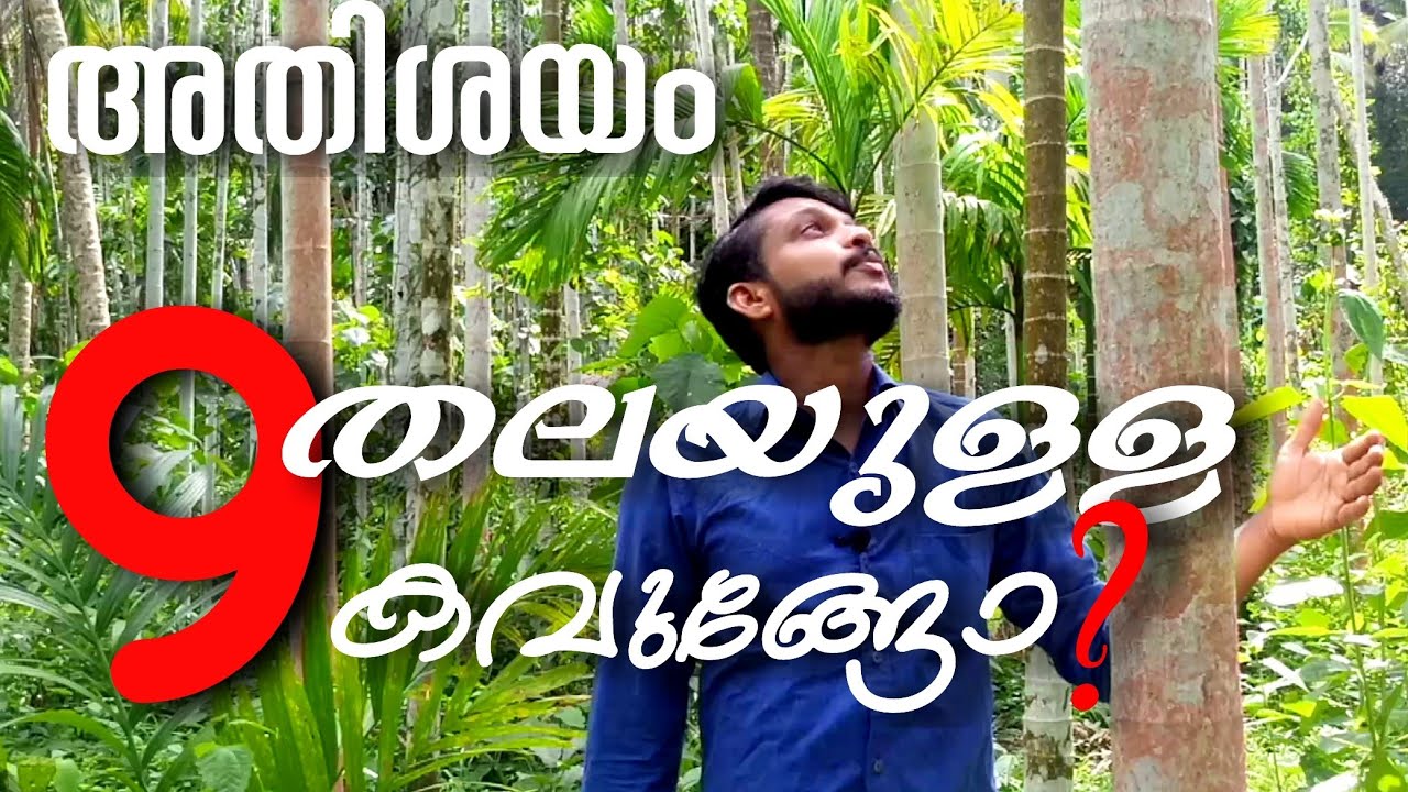 9 തലയുള്ള കവുങ്ങോ ??? ❗