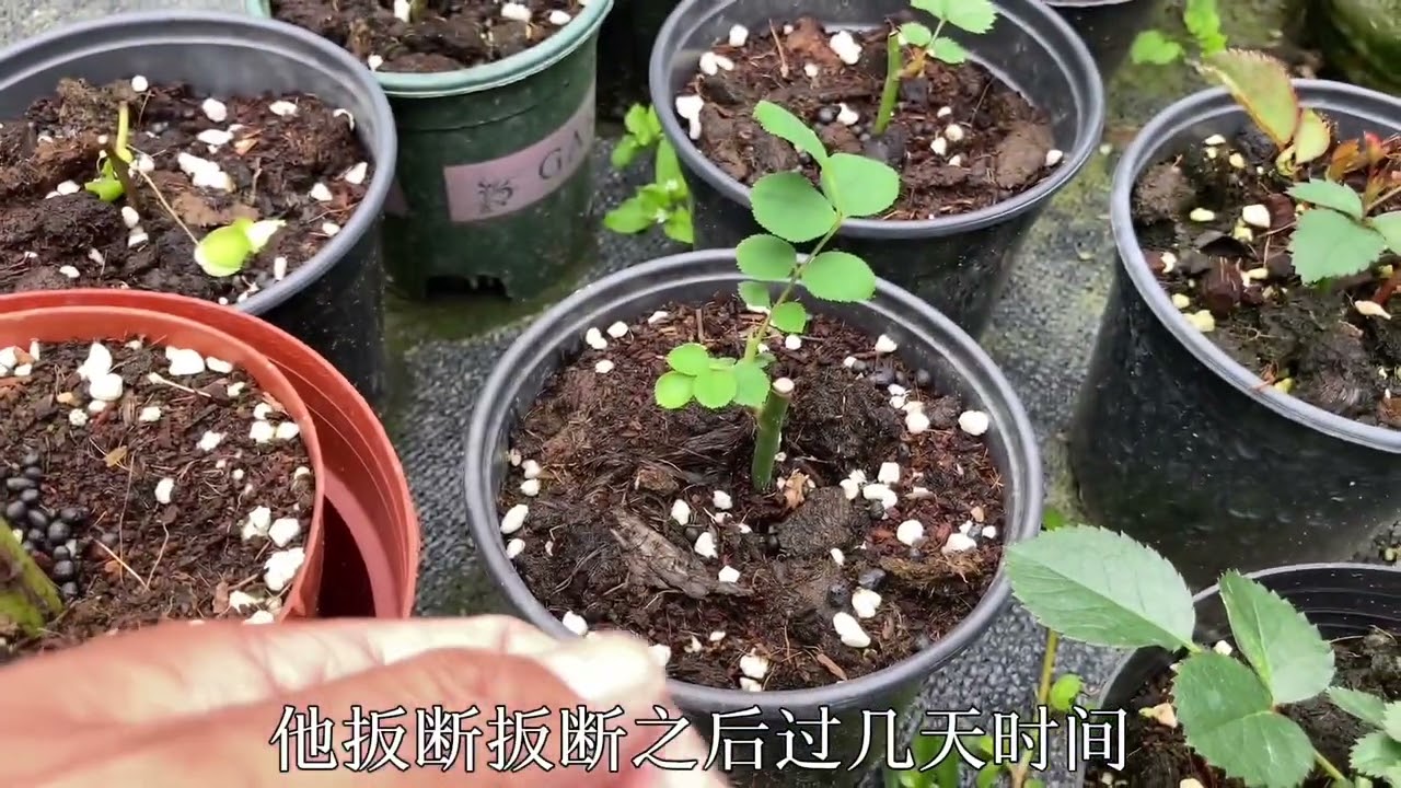 如何让月季扦插苗分枝多？分享我实践过的经验，操作简单长势快