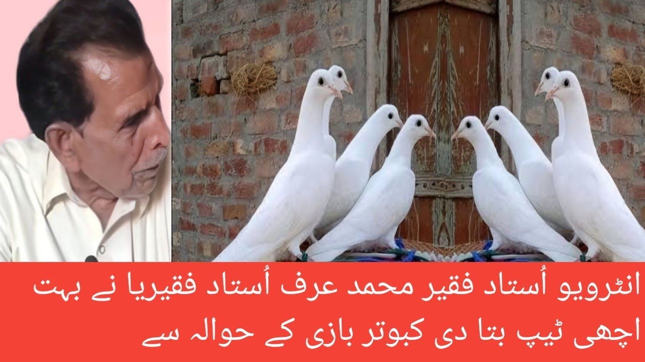 interview ustad fakir Muhammad lajend player YouTube channel Punjab di kabutar bazi