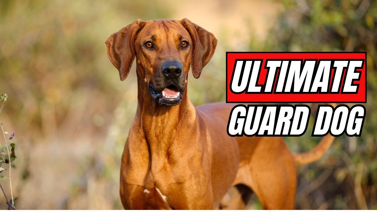 Rhodesian Ridgeback: The Ultimate Guard Dog Breed