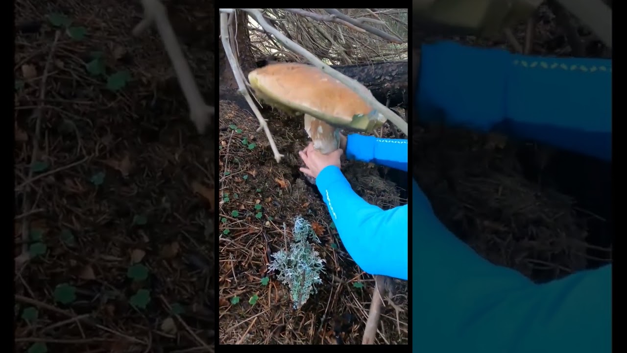 El Gigante xxl Beautiful mushrooms from Eastern Europe #funghi #porcini #boletus #grzyby #гриби