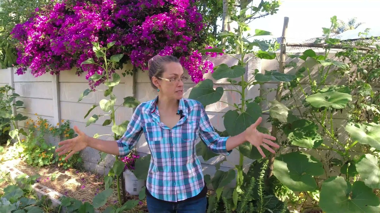 Karoo farm girl farming in the city