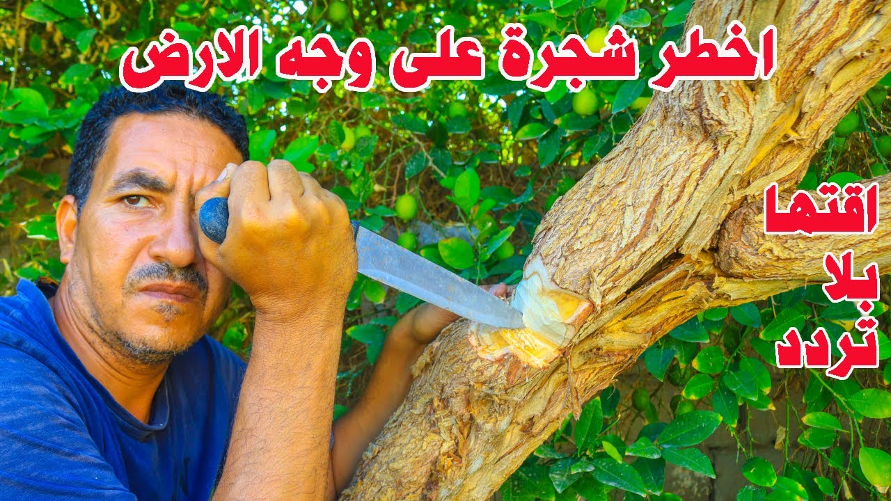 نصحية لوجه الله ان وجدت هذة الشجرة بالقرب منك تخلص منها بسرعة👈تعرف على طريقة قتل الاشجار بشكل نهائى