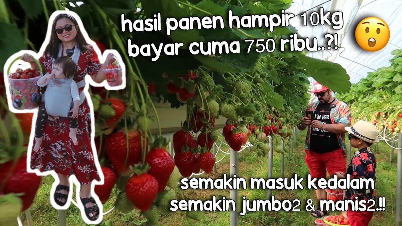 BINGUNG MAU METIK YG MANA.! SEMAKIN BANYAK STRAWBERRY'NYA YANG MERAH2 & JUMBO2.!😍