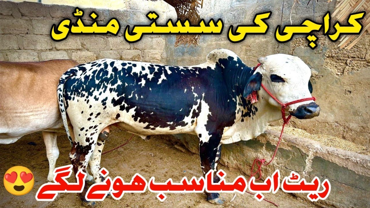 Karachi Ki Sasti Mandi Sindhi Goth Maweshi Mandi. latest Update #mandiupdate #sindhigothmandi #cow