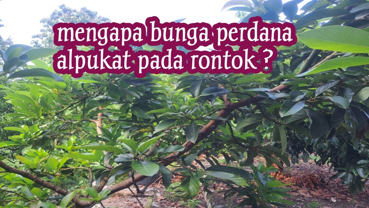Kenapa bunga perdana pohon alpukat pada rontok ?