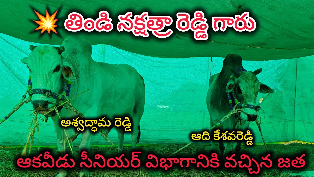 💥 మార్కాపురం జిల్లా ఆకవీడు గ్రామానికి సీనియర్స్ పోటీలకు వచ్చిన తిండి నక్షత్రా రెడ్డి గారి జత 