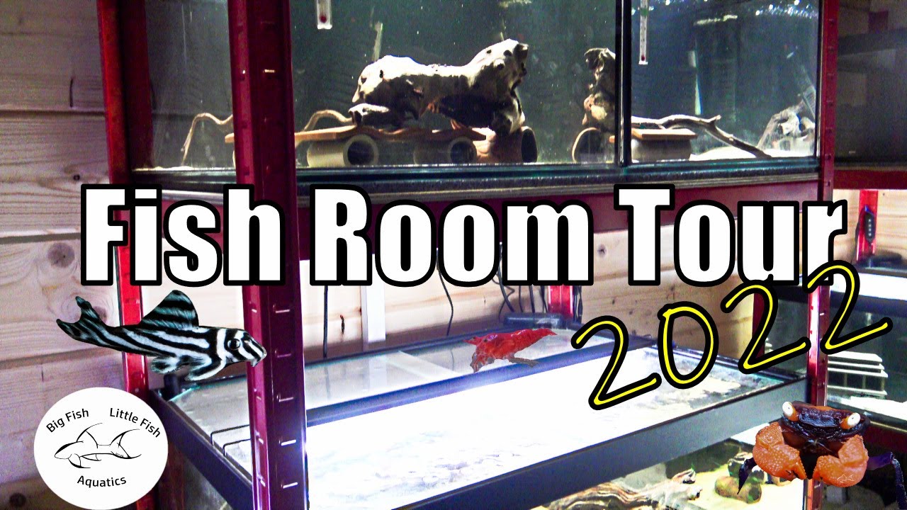 Fish Room Tour 2022 | Big Fish Little Fish Aquatics