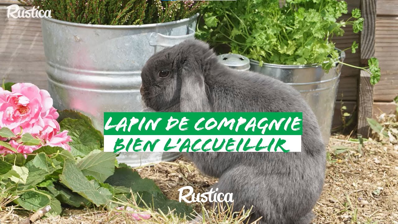 Comment bien accueillir un lapin de compagnie
