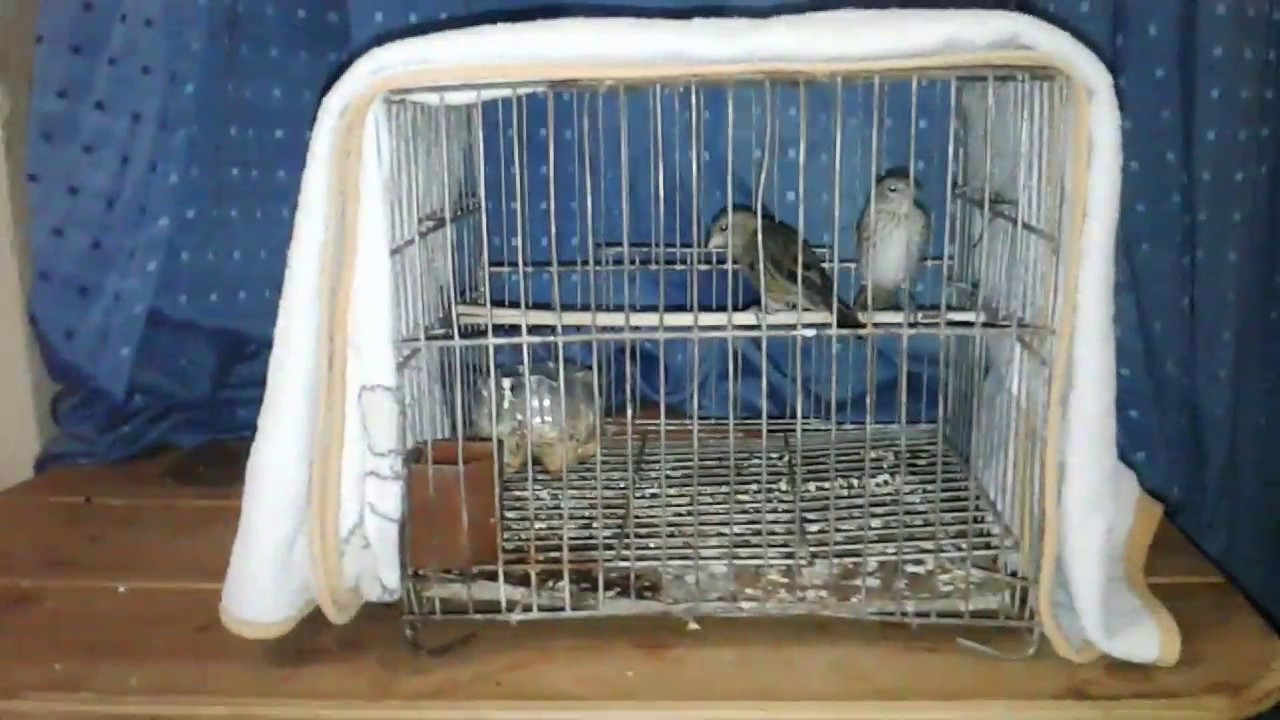 Como amansar, pajaros
