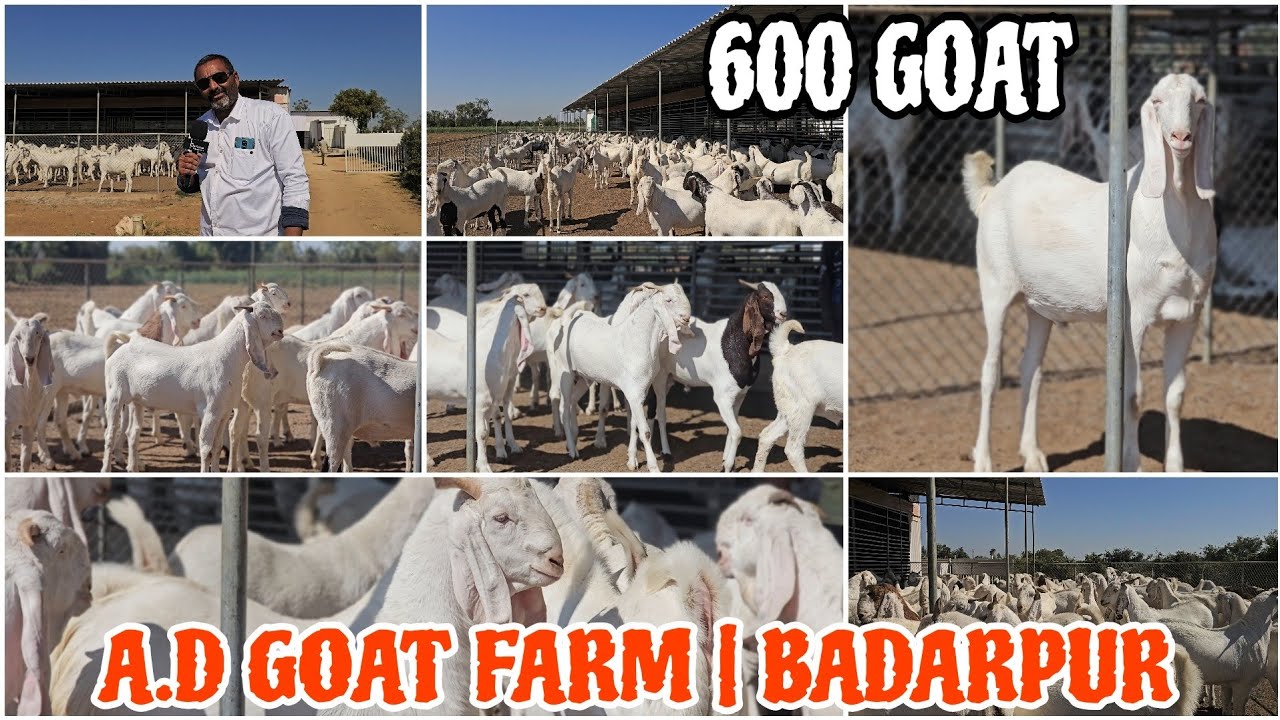 GUJARAT ONE OF BIGGEST FARM | A.D GOAT FARM | BADARPUR