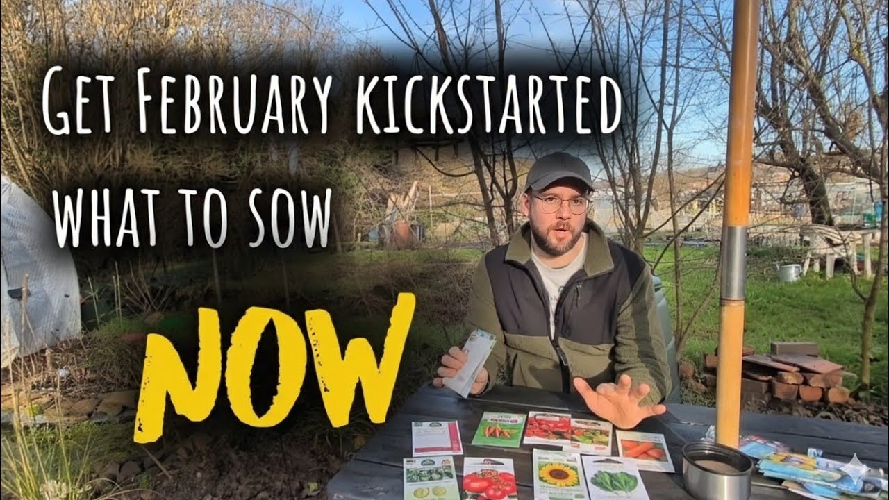 What to sow in February: kickstart your summer allotment today / allotment gardening uk