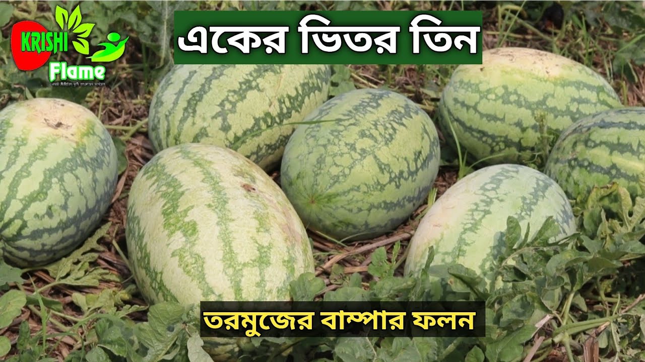 আগাম তরমুজ চাষ পদ্ধতি। বাম্পার ফলন অধিক লাভ।পাবনা এর লিটন তরমুজ চাষে সফল..
