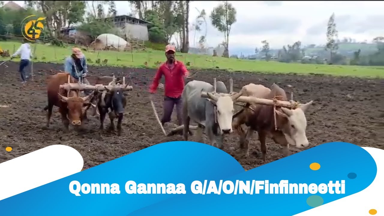 Qonna Gannaa G/A/O/N/Finfinneetti