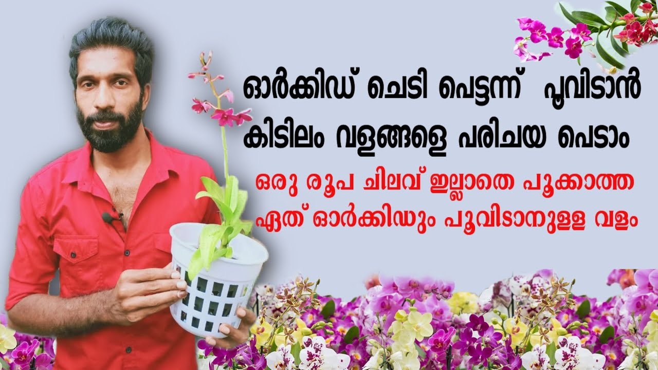 Orchid flowering tips | ഓർക്കിഡ് പെട്ടന്ന് പൂവിടാൻ അടിപൊളി വളങ്ങൾ | Shemiz sk |