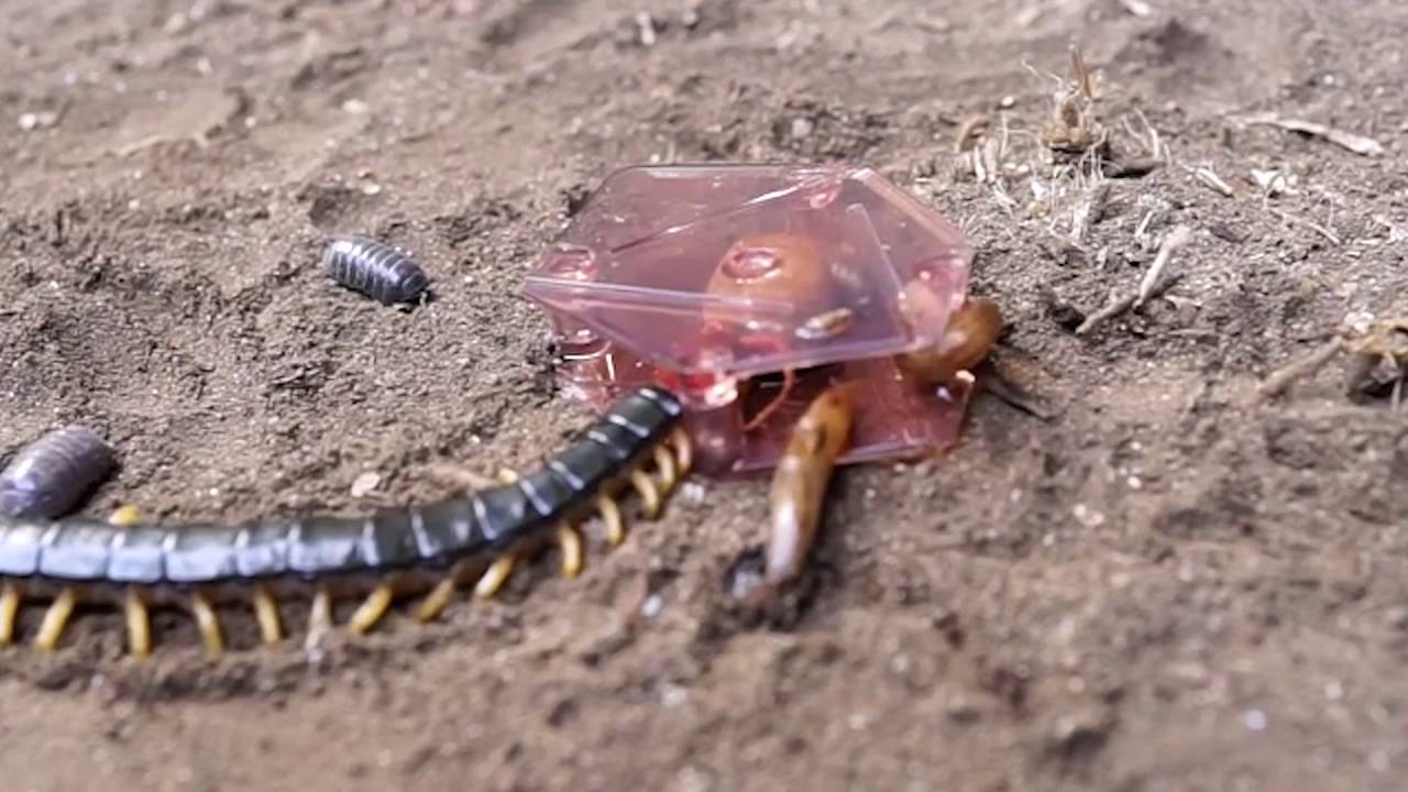ムカデカダン 誘引殺虫剤