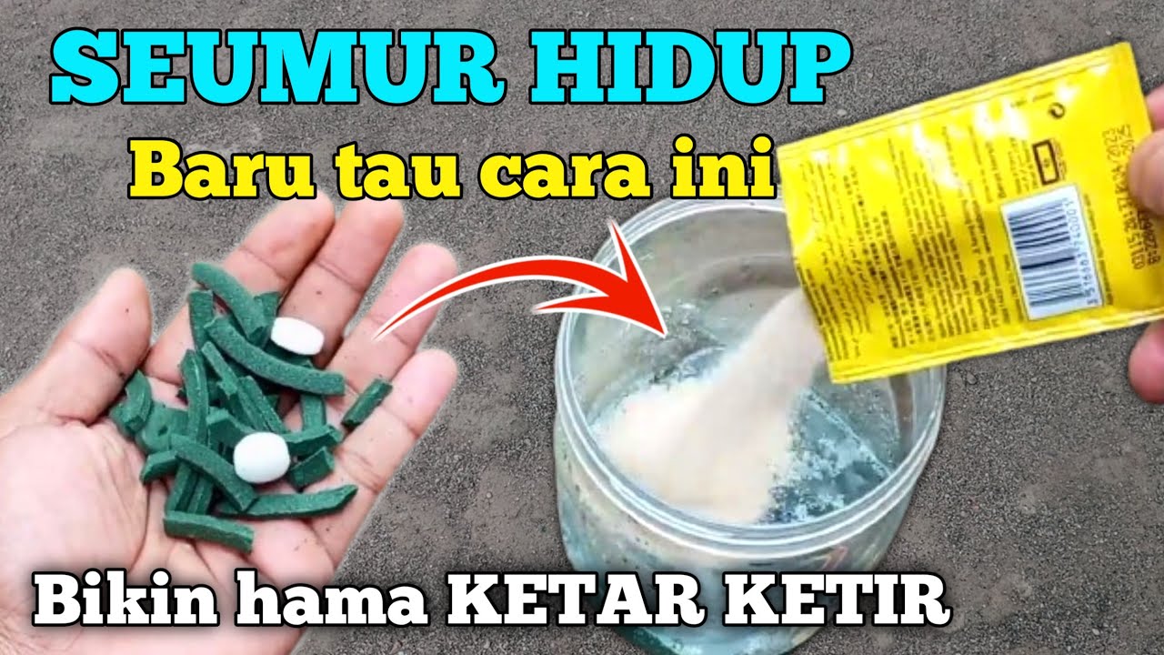 Jutaan petani belum tau ini..!! Cara mengatasi Hama ulat pada padi