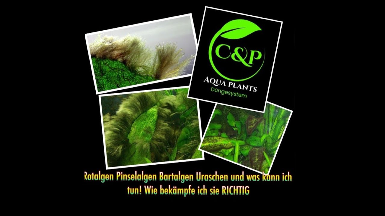 Pinselalgen, Bartalgen, Rotalgen,  Uraschen und was kann ich dagegen tun