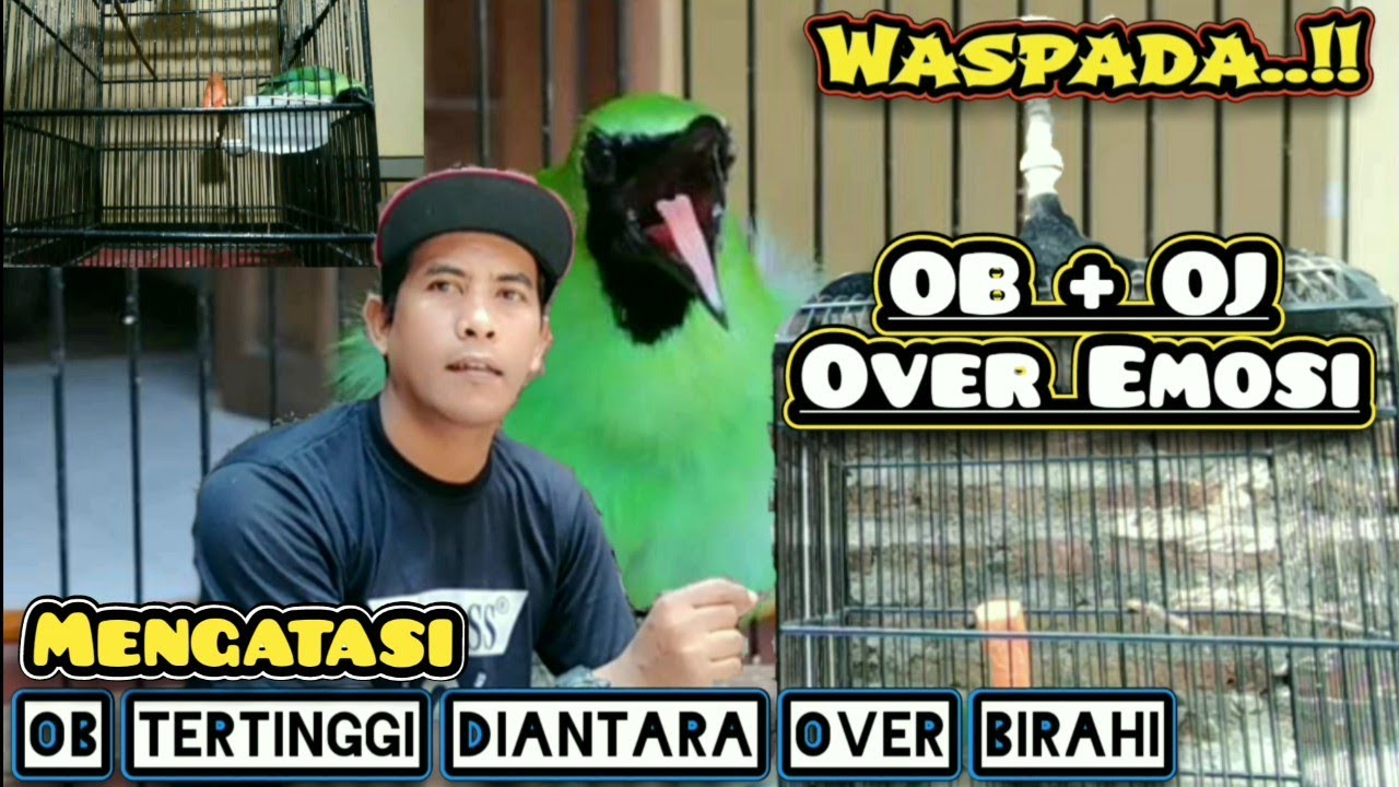 Mengatasi Cucak ijo Over Birahi dibarengi dengan Over Jinak dan Over Emosi