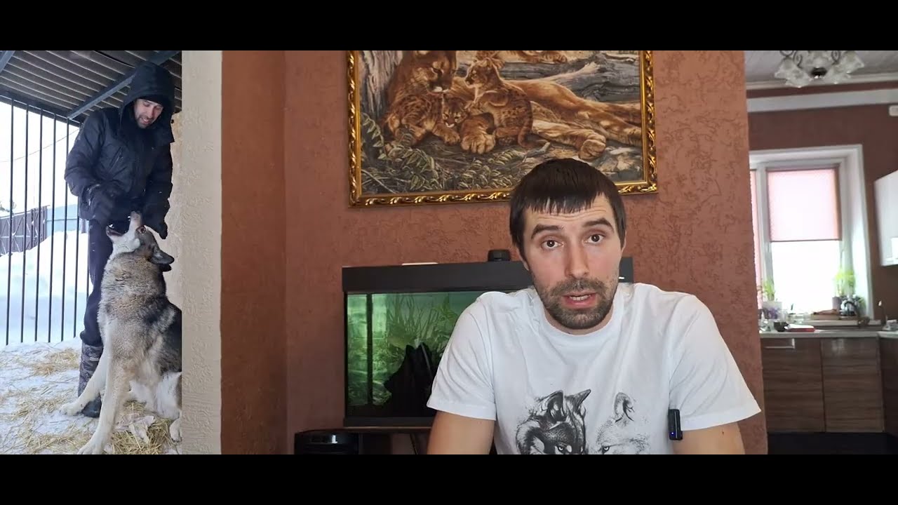С чем мы столкнулись, когда завели Волка!