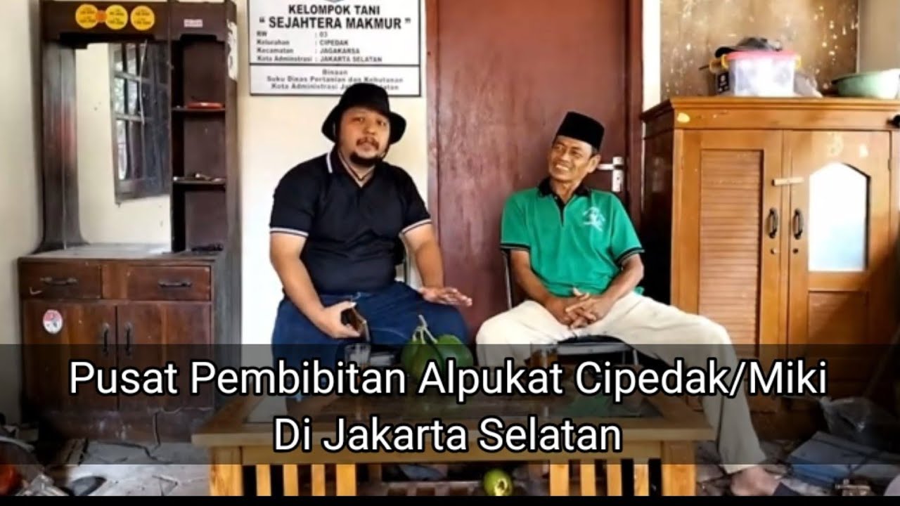 Pusat Pembibitan Alpukat Cipedak atau Miki di Kelompok Tani Sejahtera Makmur