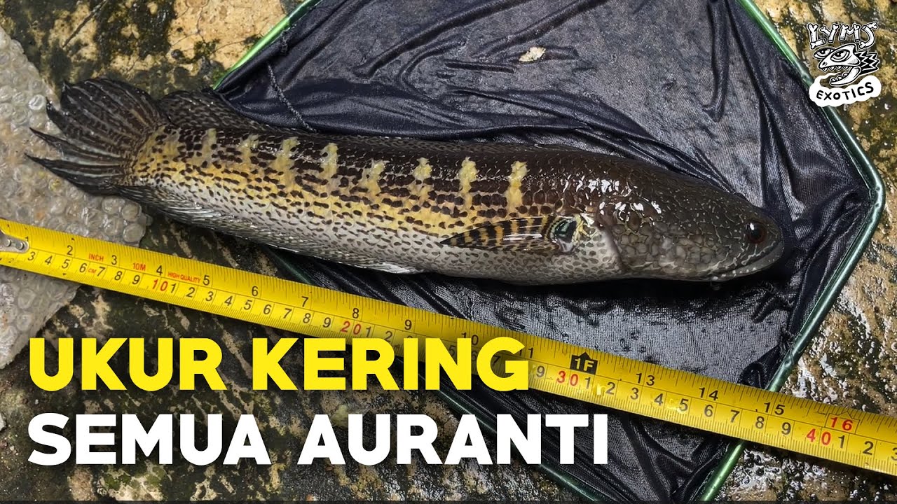 UKUR KERING SEMUA AURANTI