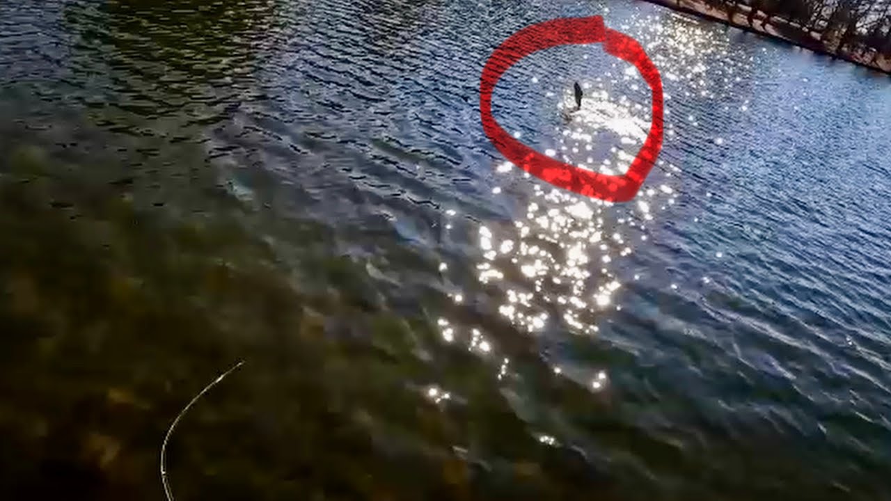 The ONE that got away || Trout Fishing Shield Lake Richmond