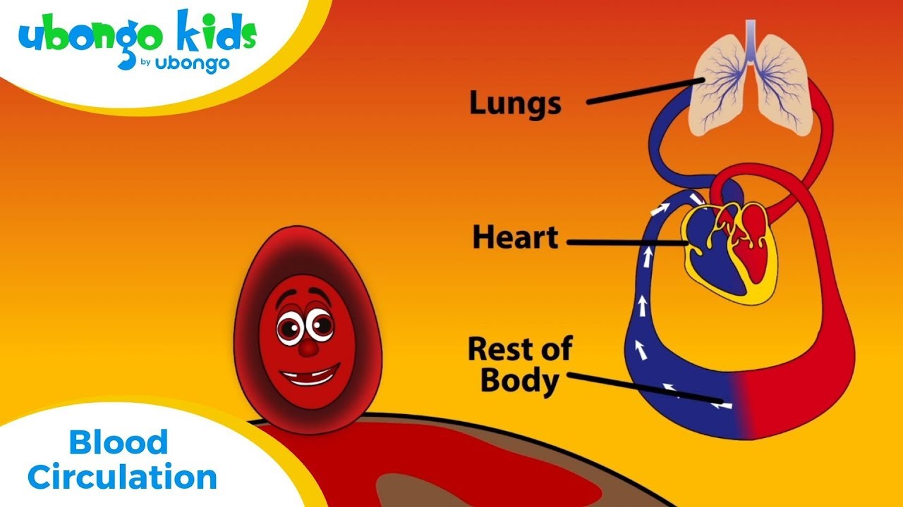 EPISODE 26: Blood Circulation | Ubongo Kids | African Educational Cartoons