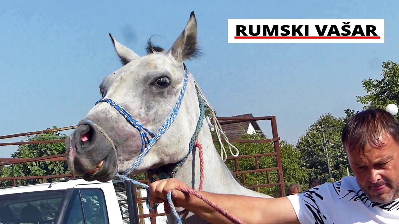 Rumski vašar   konji