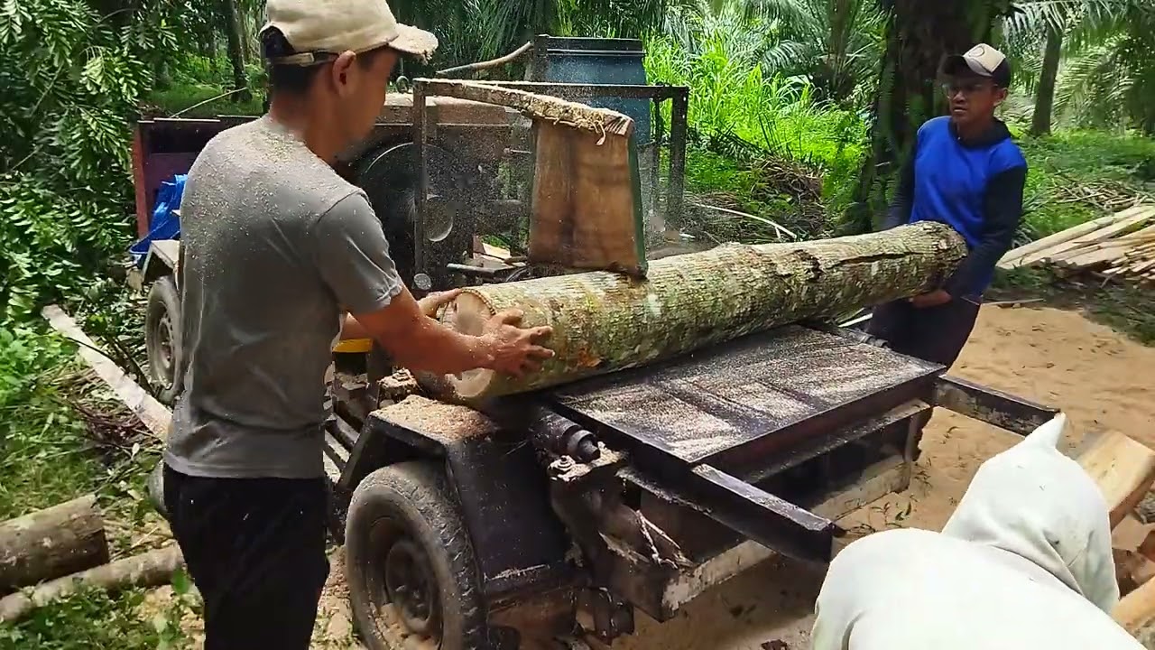 Nggeraji kayu waru ful vidio liat sampe vidio terahir ngangkat🤣🤣🤣