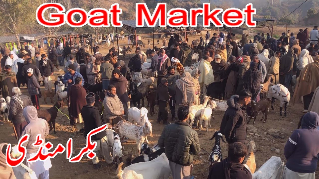 Goat market dongi muvashi mandi kotli mirpur pakistan beetal goats rajanpuri goat dumbay lelay dumba