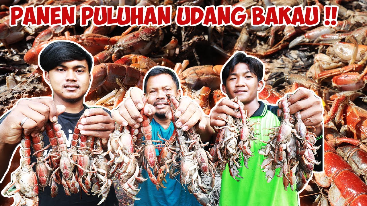 JAUH JAUH KESINI BUAT PANEN UDANG SUPER ENAK!!