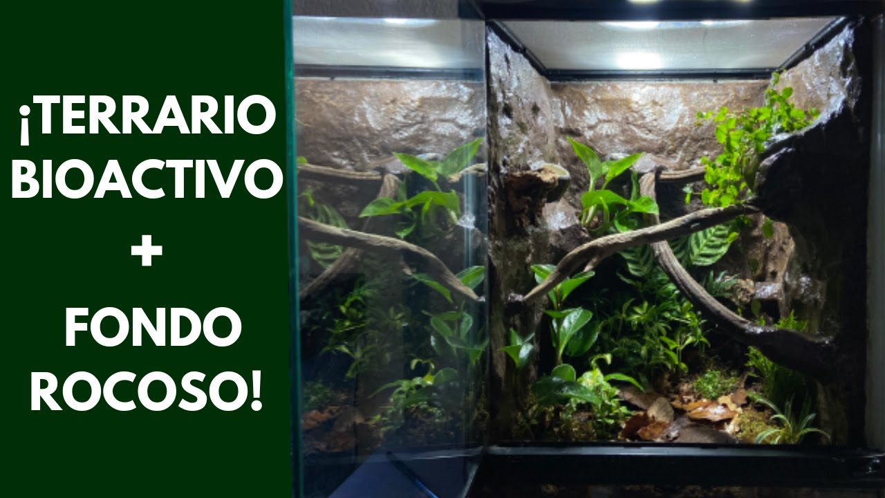 Terrario BIOACTIVO con FONDO ROCOSO para GECKO CRESTADO