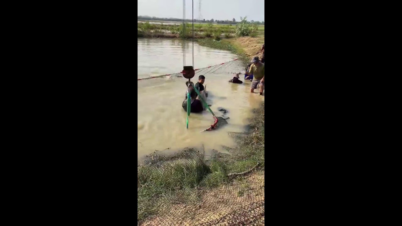 @thuysanwork ✅ Lên Cá Khủng Sông Mekong @bigfishvietnam #cadacsan #cátradầu #cákhủng #bigfish