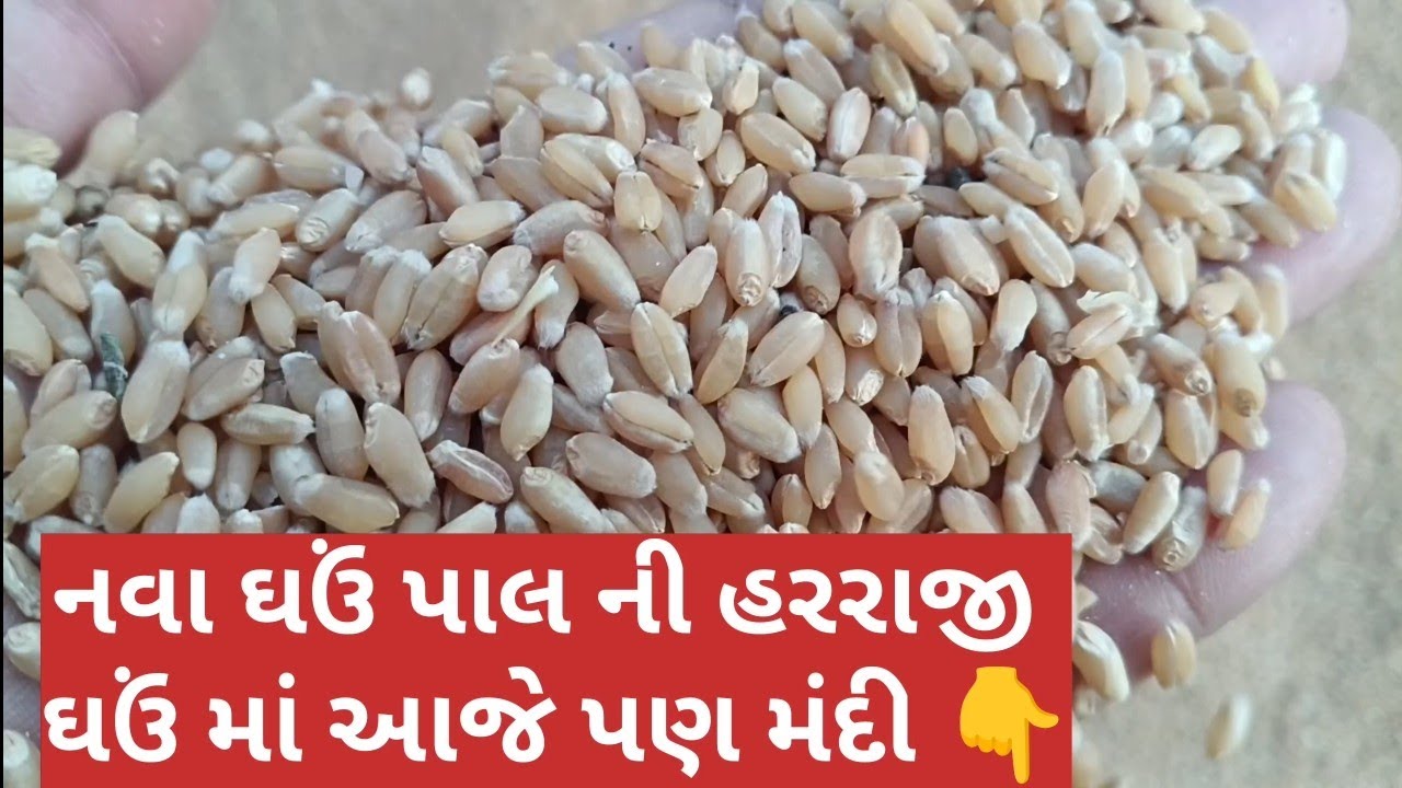 ઘઉં ના બજાર ભાવ/February 23, 2026/live gehu in harragi/23.02.2026/ APMC marketing Yad/#live