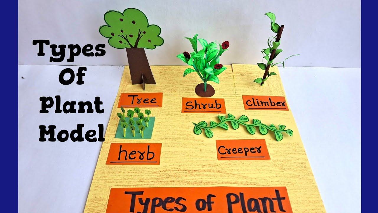 Types of Plant Science project Model |Science project for class 3,4| #Typesofplant Science project