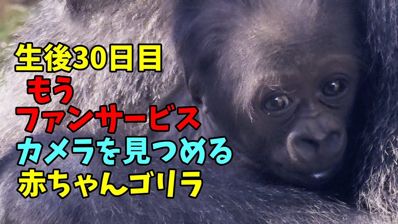 生後30日目、もうファンサービス💗カメラを見つめる赤ちゃんゴリラ【京都市動物園】