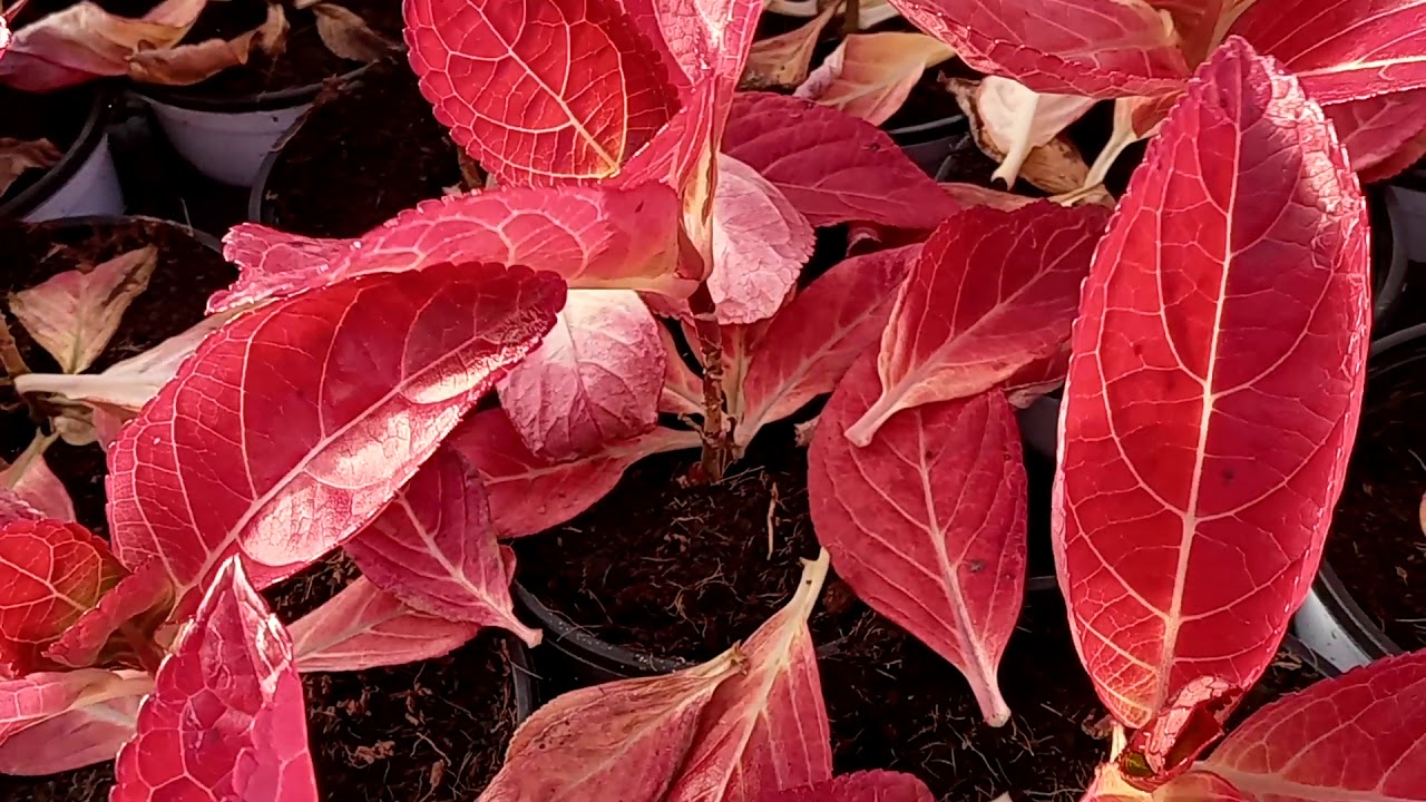 Hydrangea in very low temperature