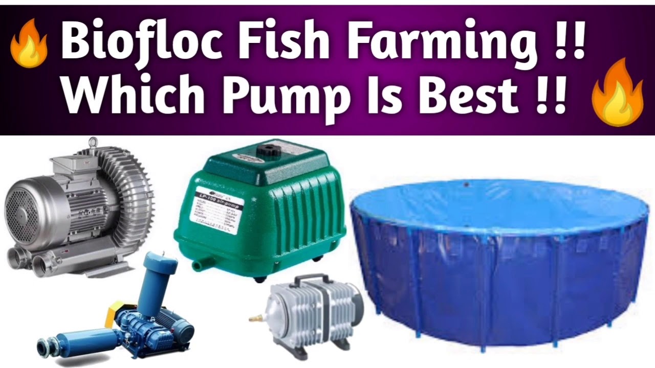 Best Air Pump For BioFloc !! Ring Blower Vs Diafram Pump