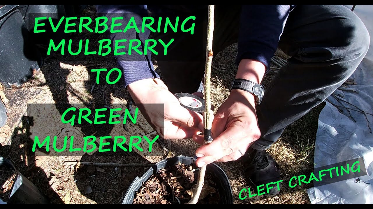 Don't Like Your Mulberry Fruit? Change The Variety By Grafting! | Everbearing To Green Shahtoot