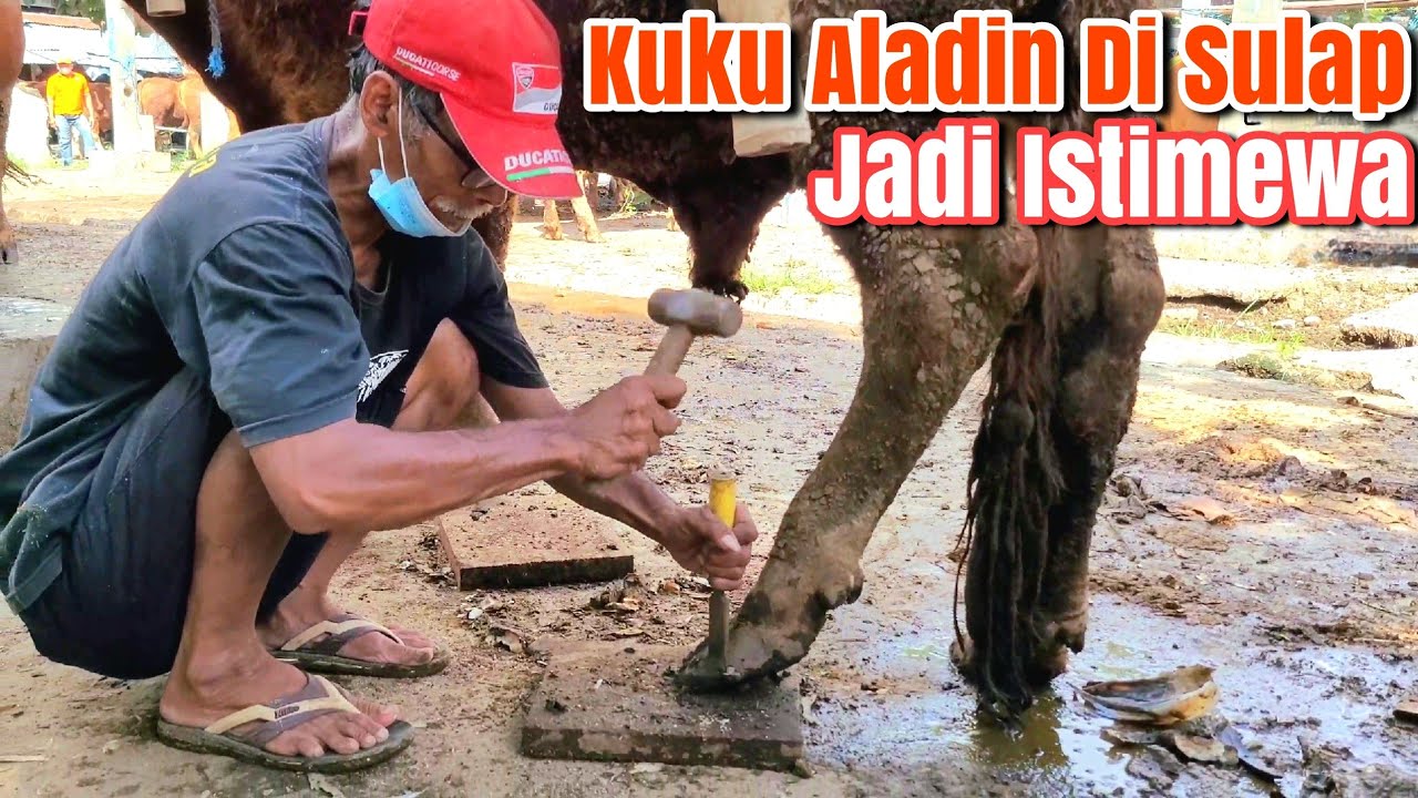 Pak H. Nur Sang Penyulap Kuku Sapi Pasar Dimoro Blitar