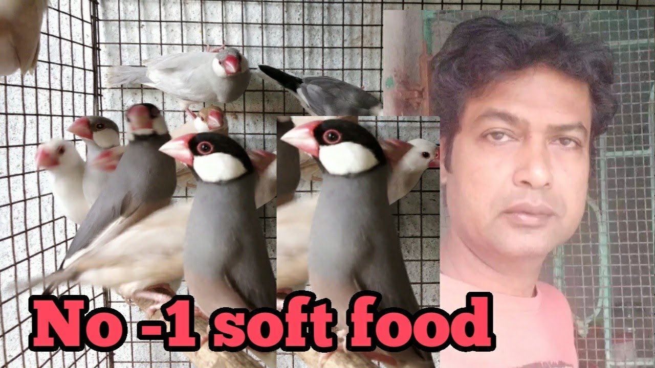 Winter season No-1 soft food of Java sparrow/Java sparrow favorite soft food.