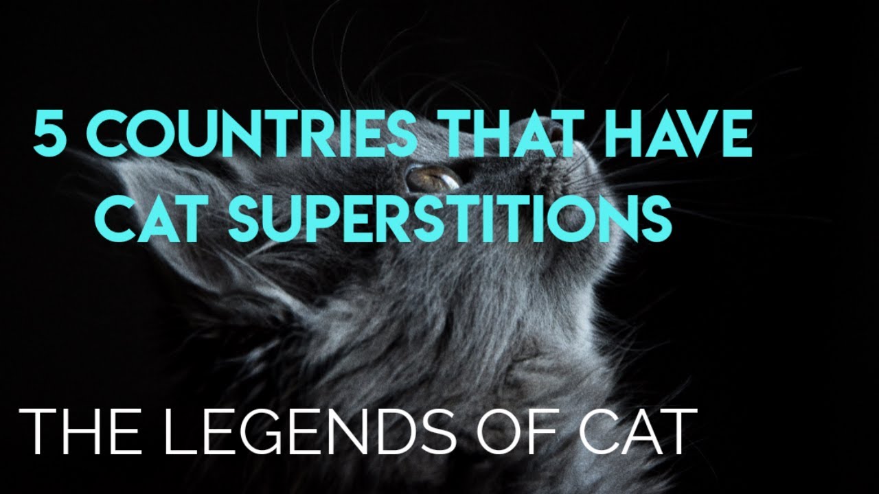 5 Countries That Have Cat Superstitions And Legends That May Surprise You