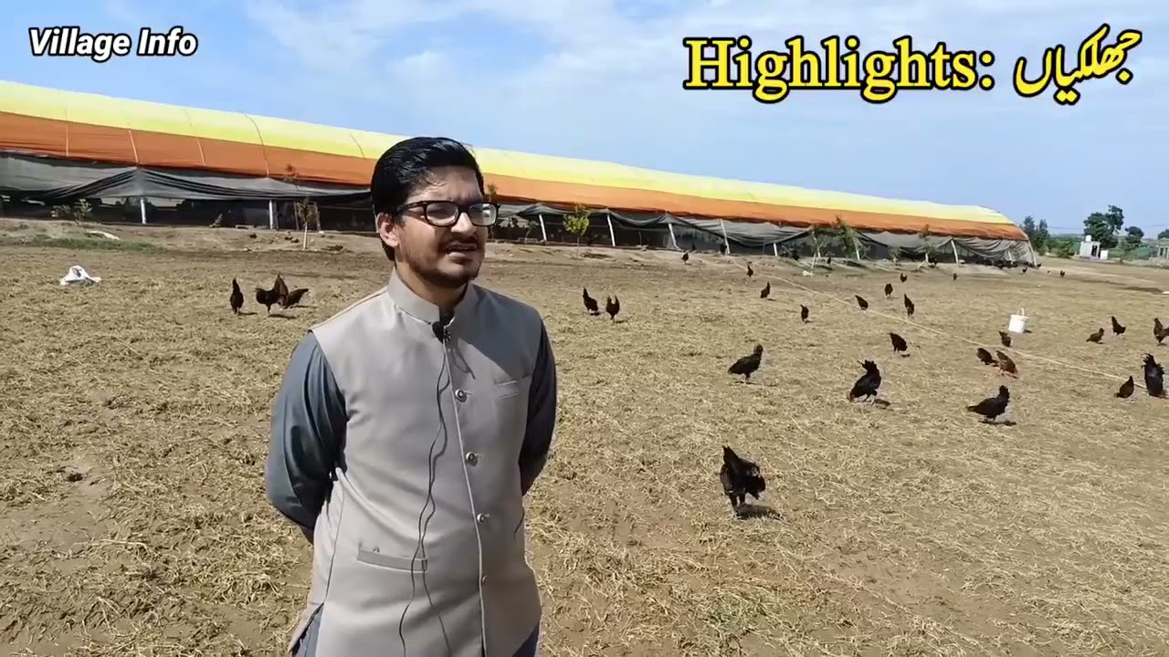 Biggest Free Range Chicken Farm in Pakistan || Free Range Poultry Farm || Village Info Official