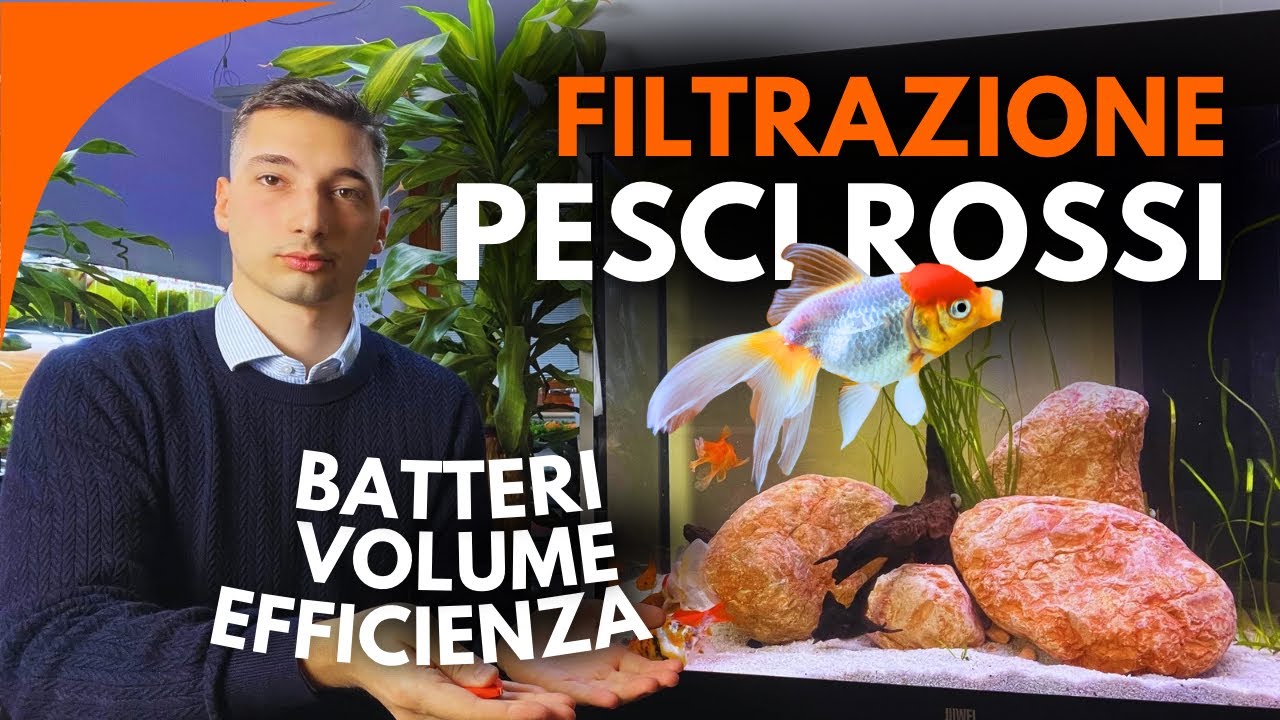 Filtrazione SENSATA ed EFFICIENTE per Pesci Rossi e Orifiamma 