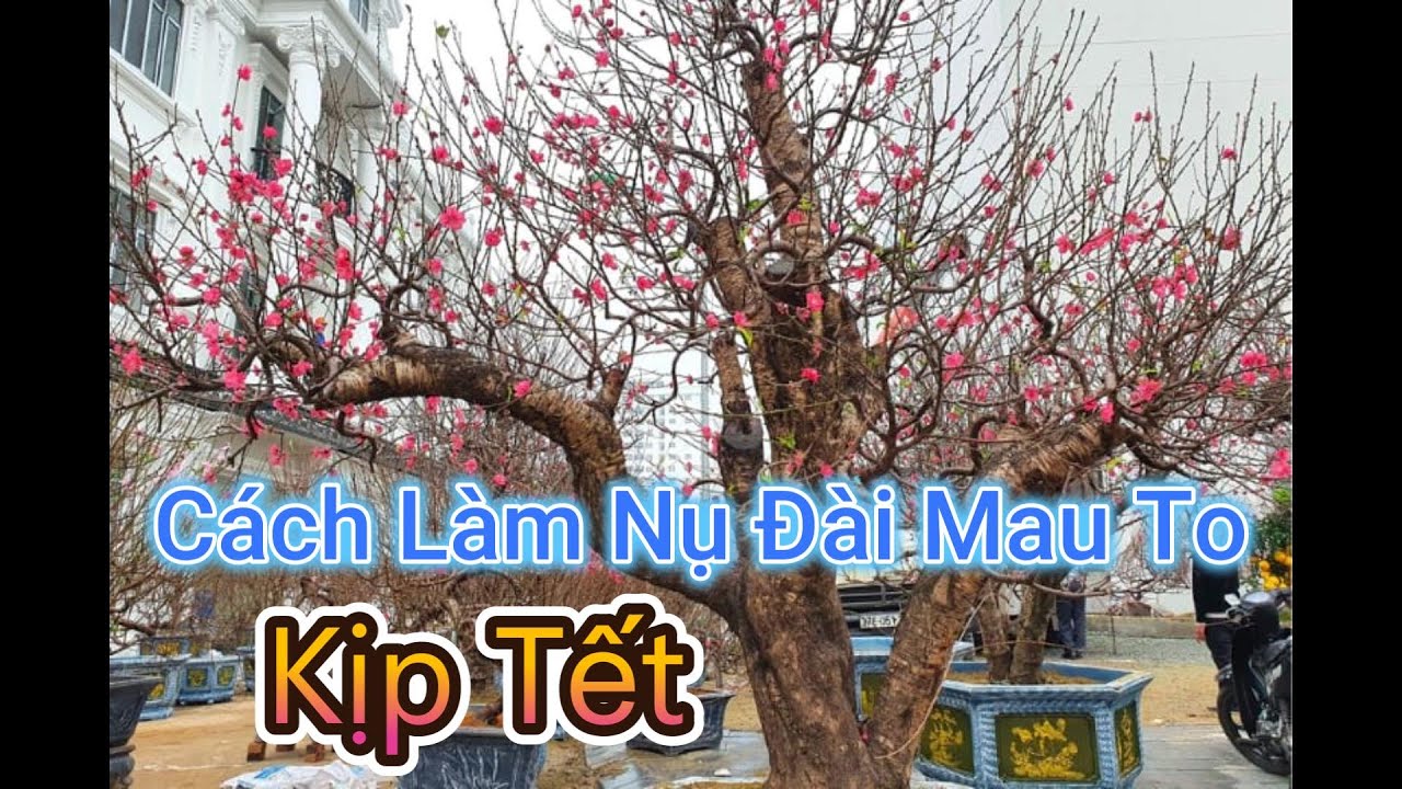 Cách Sử Lý Đào Nụ Bé  #sulynudao #daotetdanng