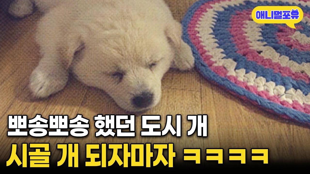 아파트 살던 도시 개, 시골 가자마자 일어난 일 I KBS 동물극장 단짝 230204 방송